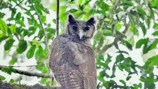 Shelley's Eagle Owl (Bubo shelleyi)