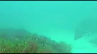 Blue Spotted Southern Eagle Ray