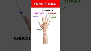Different Parts Of Hand✋ | Parts Of Hand | Body Parts Vocabulary