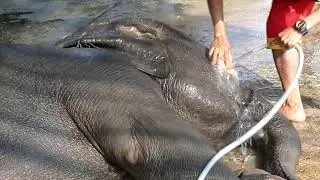 Elephant bath - Shower small elephant in Ajutthaja - Funny! - Thailand 2014 - Ovation Files #14