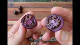 Variety Spotlight: The Purple Tomato