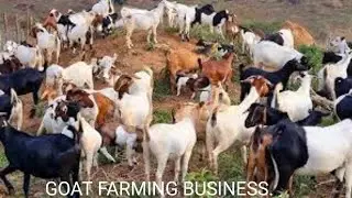 GOAT FARMING BUSINESS | GOAT FARMING TIPS | GOAT FARMING INFORMATION 🐐 | GOAT FARM | GOAT FARM | 2 |