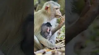 beautiful lovely baby monkey attractive playful #shorts  #monkey #babyanimal #babymonkey #animals