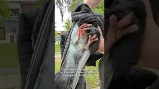 Helping a bird with injured feet at the park  #animalrescue #birds #manchester #pigeons #birdrescue
