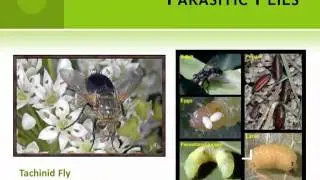 How to Attract Beneficial Insects