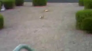A Rabbit