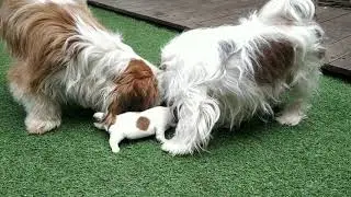 Shih Tzu puppy sale in Coimbatore || Top quality all breed puppies low price