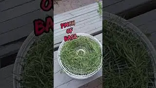 🌿🌱drying some herbs🥵🥵 #dehydrator #basil #oregano   #garden