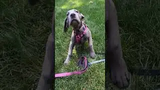 Great Dane puppy getting used to her legs❣️🥰🐶  #greatdane #greatdanepuppy #paws #dogsmile