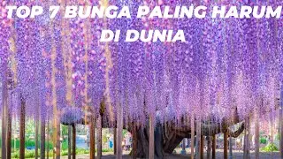 TOP 7 BUNGA PALING HARUM DI DUNIA, YANG MANA KAMU PALING SUKA?