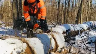 Cutting/bucking 35&rsquo; ash tree/log that took out power pole into 16