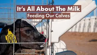 Preparing and Feeding Milk to Our Calves