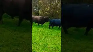 🇮🇪☘ DEXTER COWS🐂BULL🌿RURAL IRELAND🌿#countryside🌿#loveireland🌿#cattle🌿FULL video IN site🙏subscribe🙏😇💖