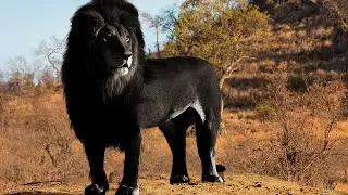 10 самых редких животных, найденных на Земле!