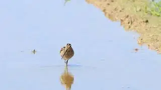 開けたところで採餌するジシギ　20240901　石垣島