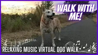 Evening Stroll in Des Moines Washington ~ Relaxing Music Virtual Dog Walk / Nature Sounds