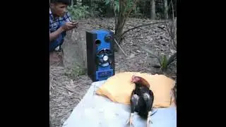 Despertando al gallo meme