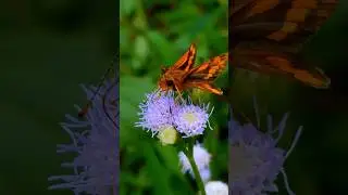 lesser dart | Potanthus omaha 🤫😍 #nature #animals #insects #butterfly