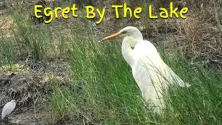 Eastern Great Egret by The Lake - 4K - Binaural 360&deg; Nature Sounds
