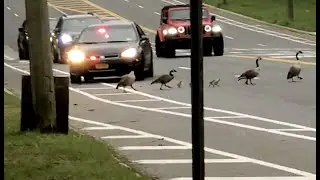 In heart-warming moment amid coronavirus, police car helps geese, goslings cross the road