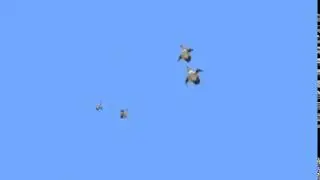 R2DA penguin flys confirmed