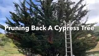 monterey cypress