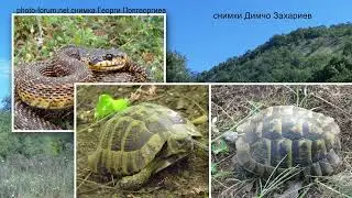 08 Тича