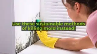 Green Restoration&rsquo;s Environmentally-Friendly Mold-Killing Methods