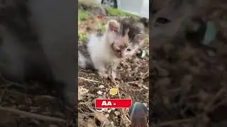 es teler  #cat #kucinglucu #kucing #lucu #shorts #funny #memengakakkocak #video #viral #short