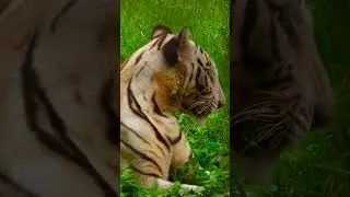 Protecting the Stripes: How You Can Help Tigers