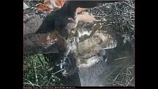 02-06-19 Presidio RTH cam; hawk attacks owl on its nest, with slo-mo and repeat.