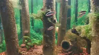 Chili Rasbora, Celestial Pearl Danios (Galaxy Rasbora), Rocket Panchax (Clown Killifish)