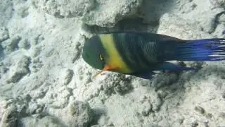 Перистохвостый хейлин...broomtail wrasse, cheilinus lunulatus...DSCF2720
