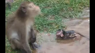 Amari fighting baby Polly and Pushing Her Into Water, Baby monkey In Raining, Crying!