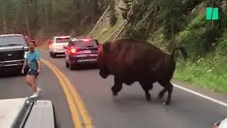 Cet homme a défié un bison du parc de Yellowstone et ça aurait pu très mal se terminer