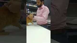 deworming of cat with pill 💊 #pets #cats #fyp #vet