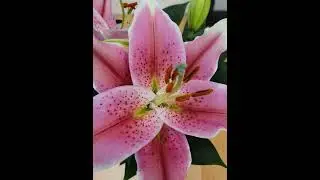 cheerful flowers
