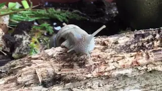 Sensibel, beharrlich & inteligent: Helix pomatia (Die Weinbergschnecke) 1