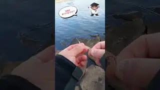 次回の釣りやりまっせは？　#shorts