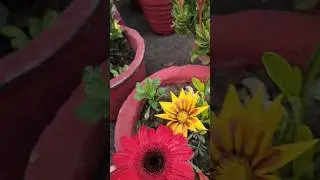 My garden winter season flowers plants 🥀🌹🌷#natural #garden #flowers #plants #gardening# #shortvideo
