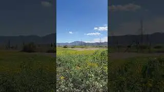 Beautiful yellow day