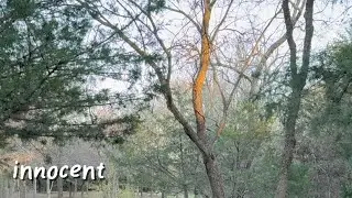 innocent (short story)