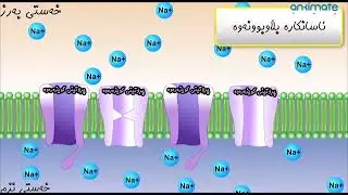 زیندەزانی12بەندی4وانەی2