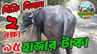 বিক্রি দিলাম ২লক্ষ্য ৯৫ হাজার টাকা। কৃষি চ্যানেল ২৪ 🐄💯✅📢💵🐄