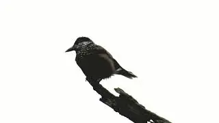 Spotted Nutcracker aka Eurasian Nutcracker,  (Nucifraga caryocatactes) - Calling