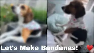 LET&rsquo;S SEW BANDANAS!! 🐾&hearts;️ #sewing #sewingfordogs #bandana  #bandanasewingpattern #freesewingpattern