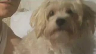 Don't Kick My Dog - STEPHEN ROWE