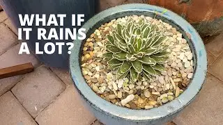 Tips for helping your succulents during rainy seasons