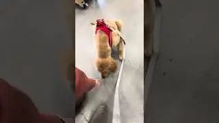 Rowan - pet store chaos and meeting some new cats