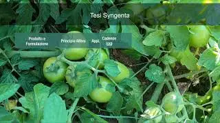 Orondis Ultra Veg Pack_ Prova su Pomodoro